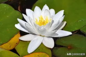 宠辱不惊，看庭前花开花落；得失无意，看天际云卷云舒图片