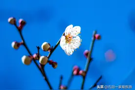 纯蓝大连的 #唤醒好春光# 主题乐园，劳动公园里 #我眼中的春天#图片