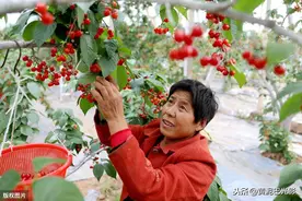 山东枣庄大樱桃抢“鲜”上市，批发每斤30元，漂亮图片