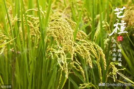芒种已至，木耳最该多吃，5分钟炒好一盘，让你轻松过苦夏图片