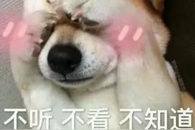 为什么犬类在交配后会“锁”住，无法分开？图片