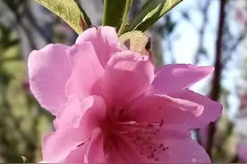 桃花朵朵开#唤醒好春光#图片