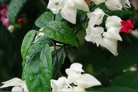 藤本花卉龙吐珠，养殖困难吗？认真阅读这5点，花开满架提早开花图片