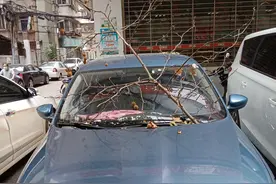 枯枝坠落划伤爱车怎么办？行道树“闯祸”险赔偿车主1200元图片