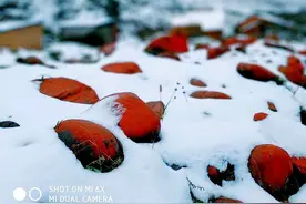 云端之路（二）情海深处是雅家 第一篇图片