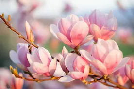 这四种“吉祥树”，种上几棵运道旺，快来看看是哪几种图片