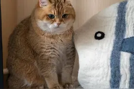 喵星人被条鱼吃了，你觉得猫咪会喜欢这个猫窝吗？图片