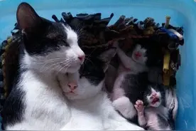 喂完宝宝的猫妈，直接被猫爸拥入怀中，上演霸道总裁爱上我图片
