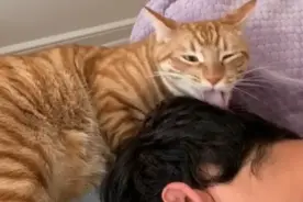 猫咪爱帮主人舔毛，然而主人帮它舔毛时，它慌了图片