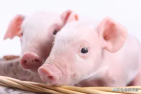 仔猪阴囊疝诊断手术治疗及今日仔猪价格汇编图片