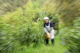 七旬老人的采茶生活，平凡的生活里也有哲理存在图片