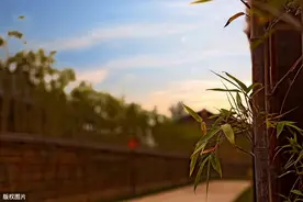 诗经·每日一篇丨大雅·生民:会伐平林。诞寘之寒冰，鸟覆翼之图片