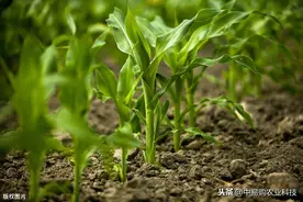 枯萎、死苗烂根用什么药？防治根腐病最好的药在这里图片