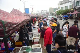 潭门渔港，海南吃海鲜最便宜的地方，食材新鲜价格惊喜图片