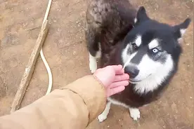 狗狗护食的三点成因，主人盲目教训不可取，正确理解才能获得认同图片