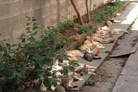 男子门口种了些植物，隔天却发现躺了很多猫咪：这是什么情况呀图片