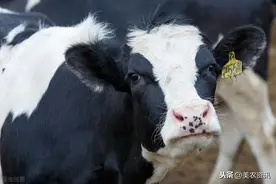 黑白花奶牛不孕症的防治，养殖技巧有什么？管理时要注意的事情图片