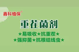 西瓜重茬危害大，枯黄萎、烂根都易发生，一招帮你解决图片