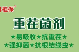 西瓜重茬危害大，枯黄萎、烂根都易发生，一招帮你解决图片
