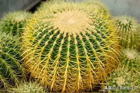 养好仙人掌类民间有妙招，如此栽培掌类嗖嗖长不停，太过瘾了图片