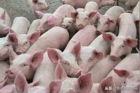 养猪老手选猪苗的经验传授——十二看和六不买图片