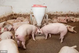 保育猪饲养：细节决定成败！没有要点反而更有要点图片