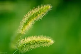 除草剂里加点肥料，除草更高效图片