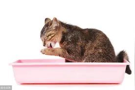 新养的猫咪不会用猫砂？分分钟逼疯主人图片