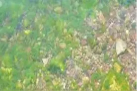 小龙虾养殖户福音：7个小妙招，教你有效防控青苔！图片