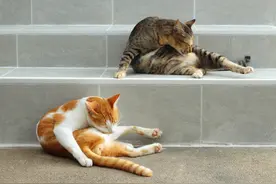 猫咪超爱舔毛，但爱干净可能也会患病，毛球症症状了解一下图片