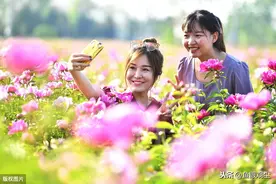 安徽亳州：芍药花开醉游人图片