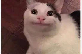 灵魂画手画喵星人的日常图片