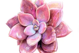 彩铅绘画作品图，写生不会先临摹（4）图片