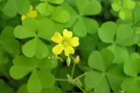 酢浆草生于山坡草池、河谷沿岸、路边，花黄色图片