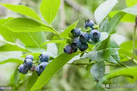 平顶山鲁山县特色蓝梅基地图片