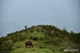 大爷回忆小时候放牛的经历，救下一个飞行员，他回赠15块银元图片