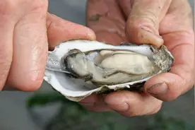 “海中牛奶”生蚝究竟能不能生吃？一篇文章解析牡蛎的养殖与品质图片