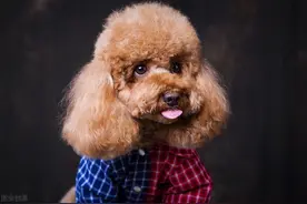 有这些特征的“泰迪犬”，血统一定很纯图片