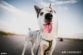 史上最搞笑的鬼子翻译官，满满的求生欲图片