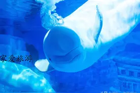 东北地区的最好的海洋公园 大连老虎滩极地海洋馆 有白鲸和企鹅图片