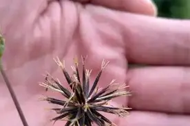 小小鬼针草，有大用处图片