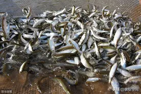 小鱼传统腌制加工价格不好，怎么办呢？辣味小鱼软罐头的制作图片