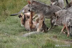 什么是狼道精神？图片