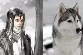 当哈士奇“拟人”后，“蓝瞳”美如江山画，“异瞳”回眸倾国倾城图片