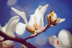 TIA Portal中的SICAR，用PLCSIM联合Process Simulate的虚拟调试图片