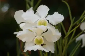 白兰花的养殖方法和注意事项图片