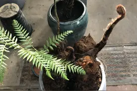 金毛狗脊，假装成动物的植物类中药材图片