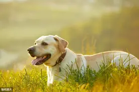 接受不了拉布拉多犬这5个"压力"，你还是另选它狗吧图片
