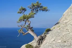 姿态各异的松树，生长在悬崖峭壁间，彰显勃勃生命力图片