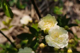 木香花，开花时你灿烂如锦秀图片